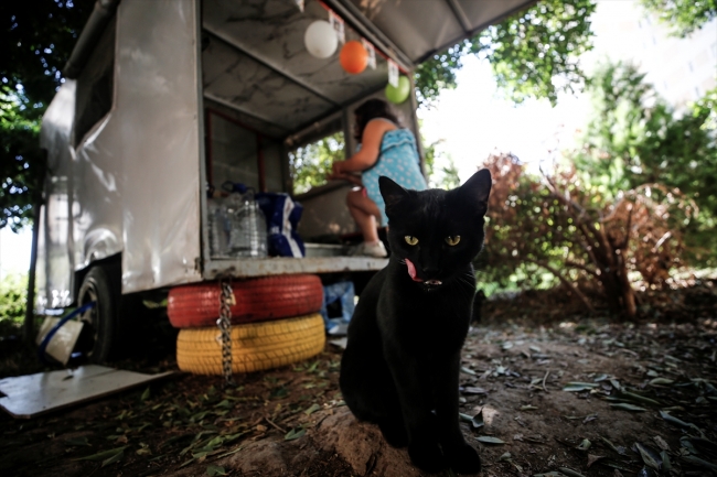 Sokak kedilerine karavandan yuva yaptılar